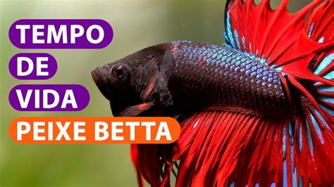 peixe betta tempo de vida